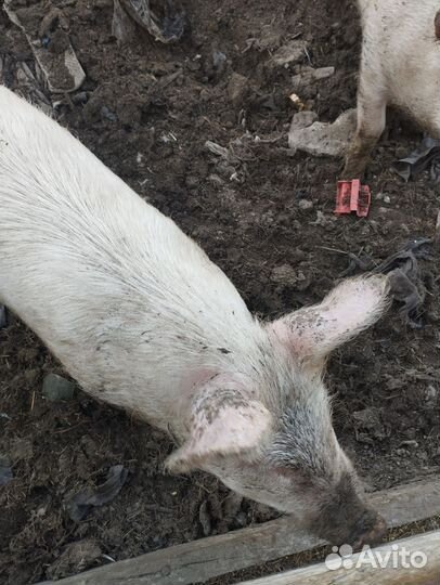 Поросята ландрас дюрок