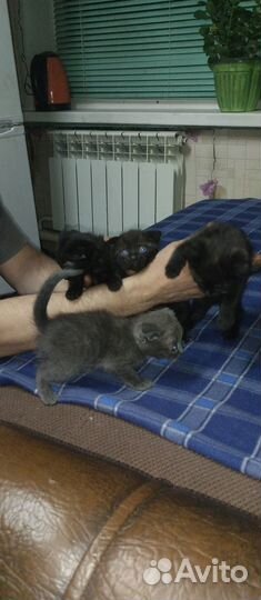 Отдам котят