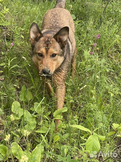 Собака в добрые руки отдам бесплатно