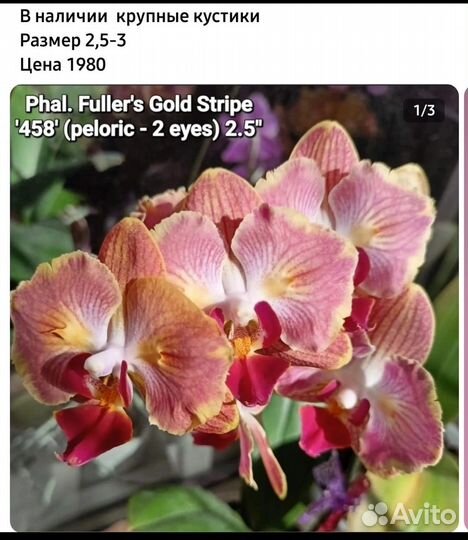 Фаленопсис бабочка