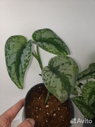 Сциндапсус треби