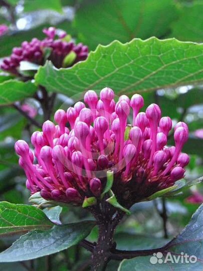 Клеродендрум Бунге