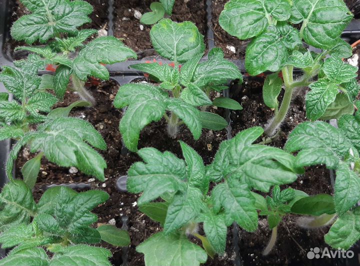 Семена коллекционных томатов. Рассада