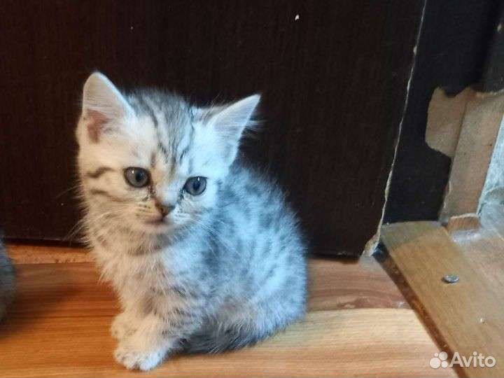 Британские котята