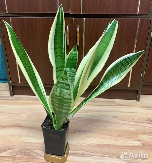 Сансевиерия