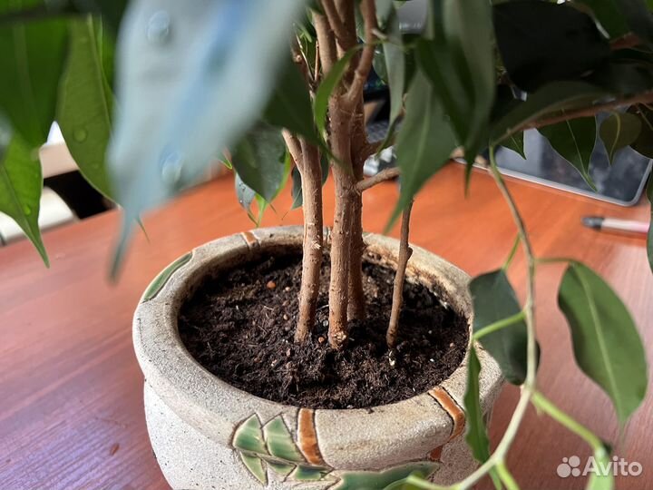 Фикус темно-зеленые листья