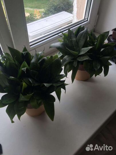 Сансевиерия