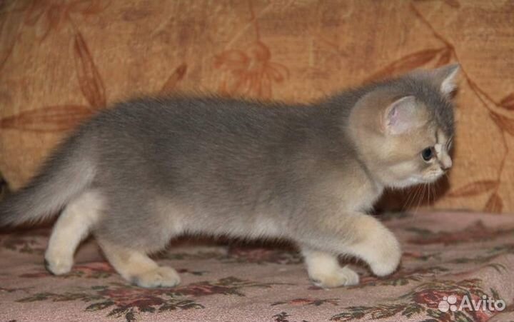 Британские котята Голубое золото Кошечка Дина