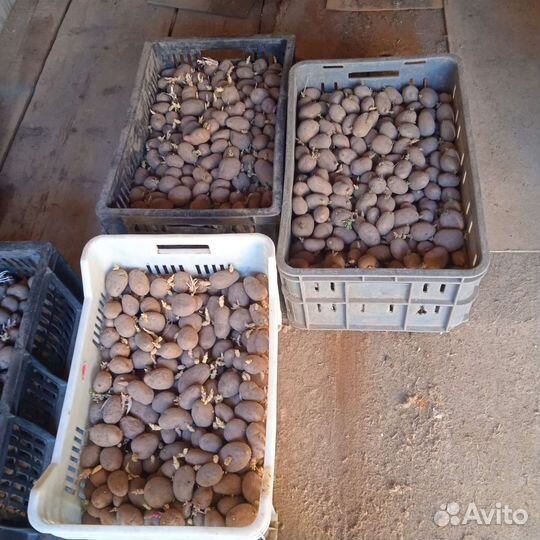 Семенной картофель