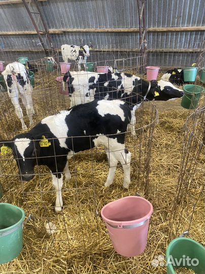 Бычки,телки