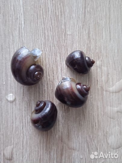 Улитки ампулярии