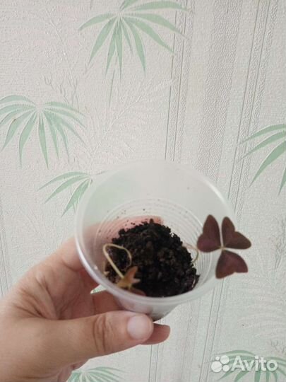 Оксалис кислица