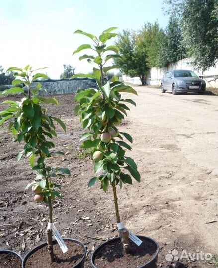 Саженцы груши и яблони