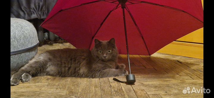 Кот метис мейн-кун с русской голубой