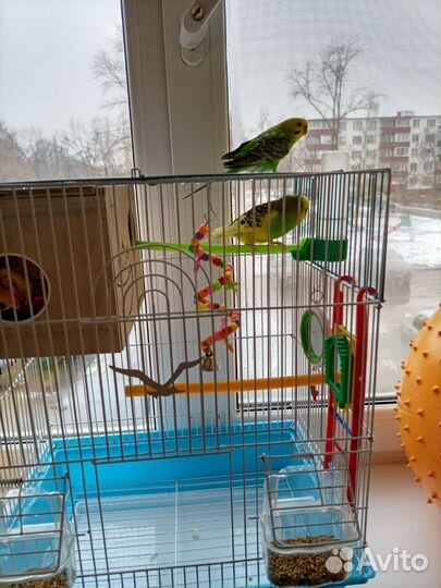 Волнистый попугай с клеткой