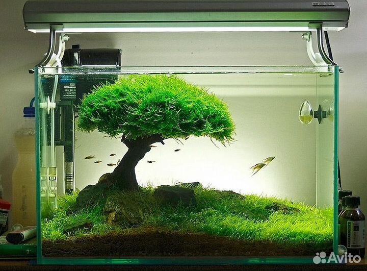 Оформление и дизайн аквариума