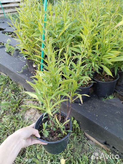 Астра многолетняя кустовая Леди ин Блю, зкс 1,5л