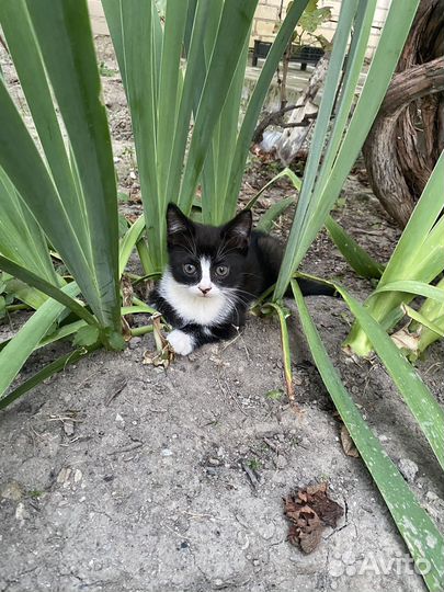 Котята в добрые руки даром