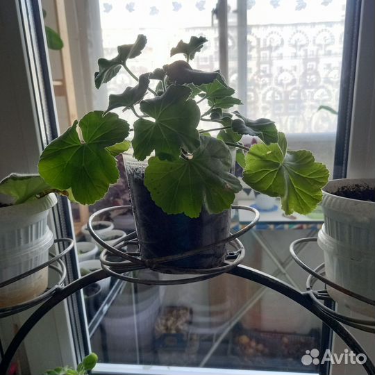 Герань пеларгония