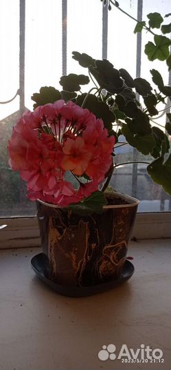 Плющелистная пеларгония