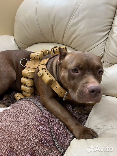 Шлейка с грузами