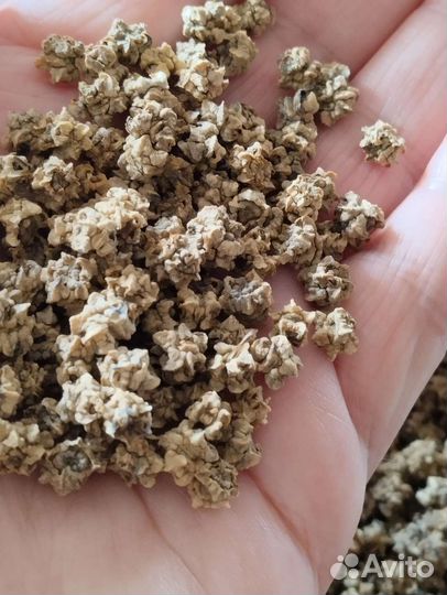 Семена кормовой свеклы