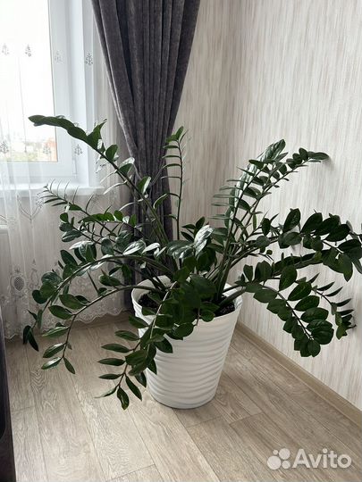 Замиокулькас