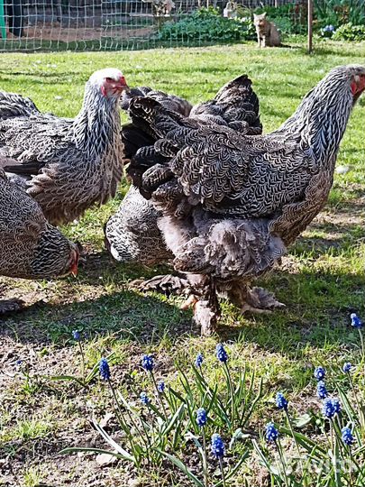 Брама, тёмная, светлая, Виандот