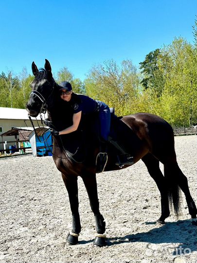 Обучение верховое езде. Конный спорт