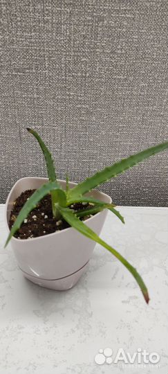 Толстянка, алоэ