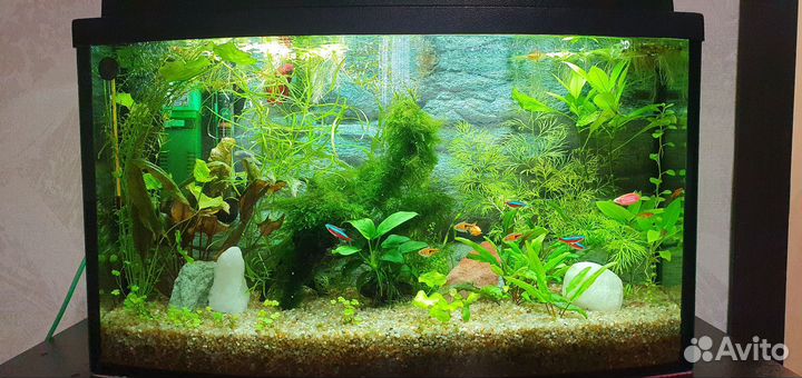 Аквариум