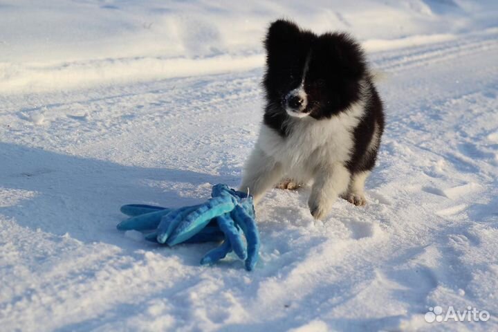 Колли метис щенок мальчик