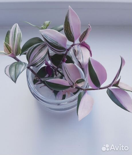 Традесканция Радужный холм / Квадриколор