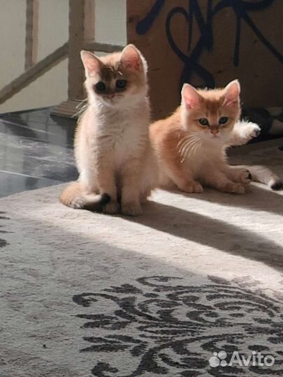 Британские котята