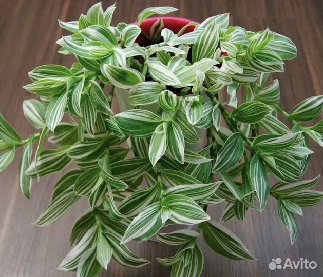 Традесканция Квиксильвер