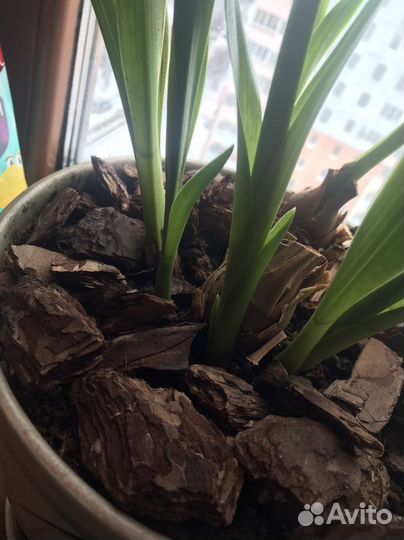 Продам орхидею