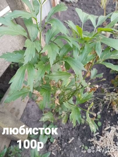 Иссоп, любисток