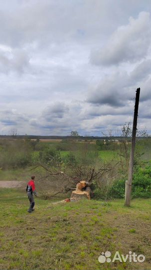 Спилить дерево