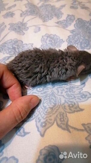 Крыса дамбо рекс, крысята малыши