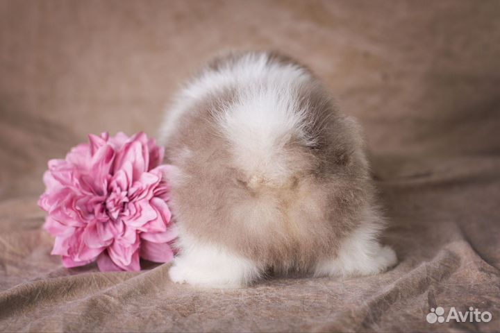 Померанский шпиц