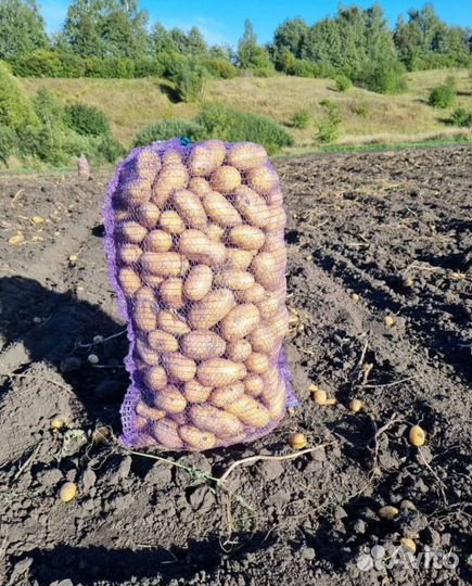 Картофель оптом от производителя