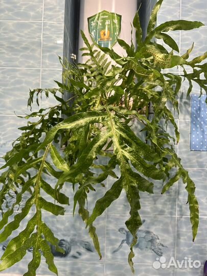 Папортник флебодиум полиподиум