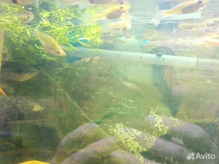 Водоросли, меченосцы, гуппи и пецилии