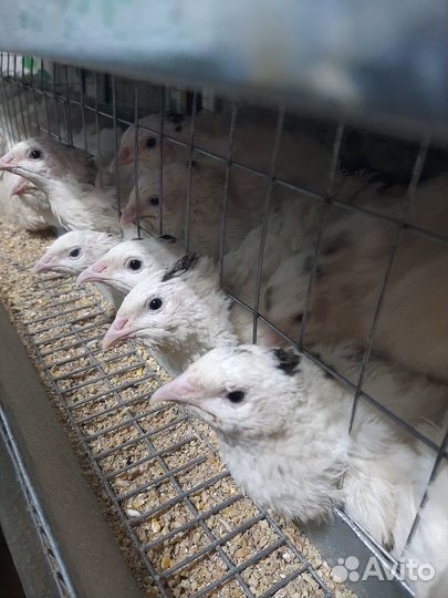 Белый Тяжелый Кросс и Феникс Золотистый