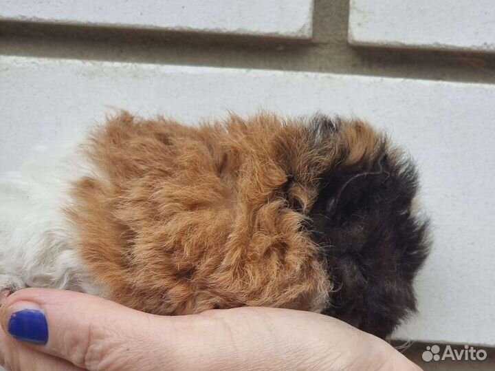 Морская свинка тексель