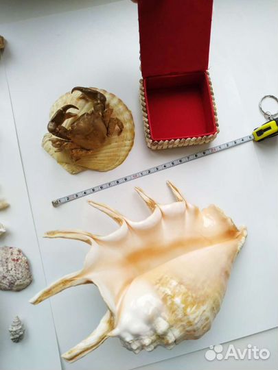 Ракушки разных размеров
