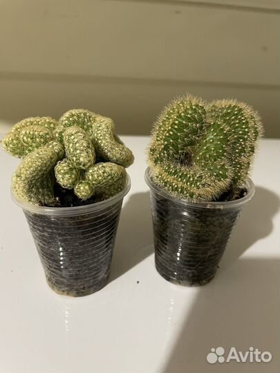 Суккуленты