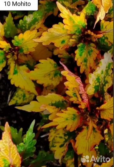 Вегетативные колеусы