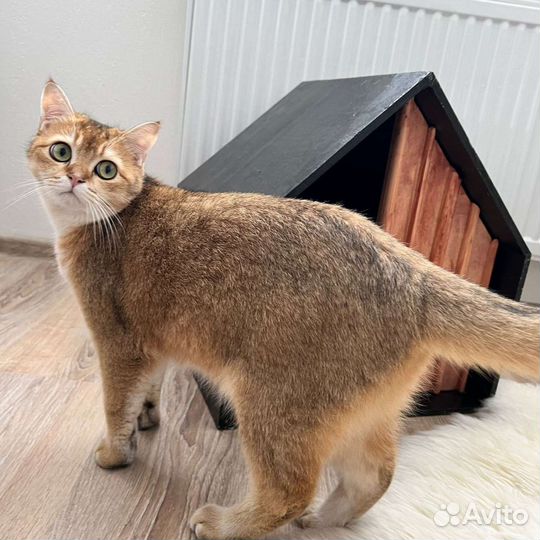 Интерьерный домик для кота или маленькой собаки