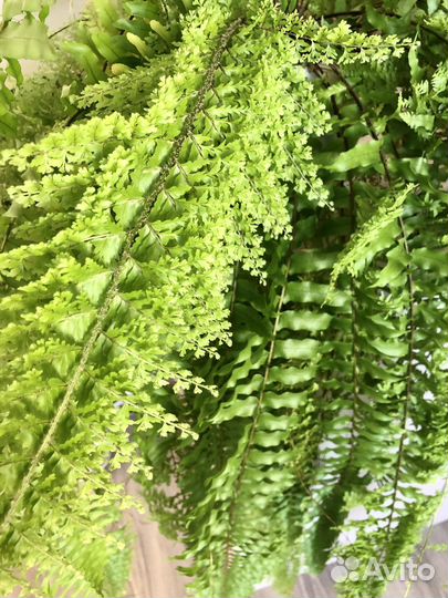 Папоротник кудрявый или нефролепес
